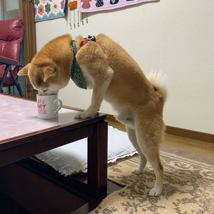 534f416f d94a 4c5b 9c67 4130735b28b3 1655203251591