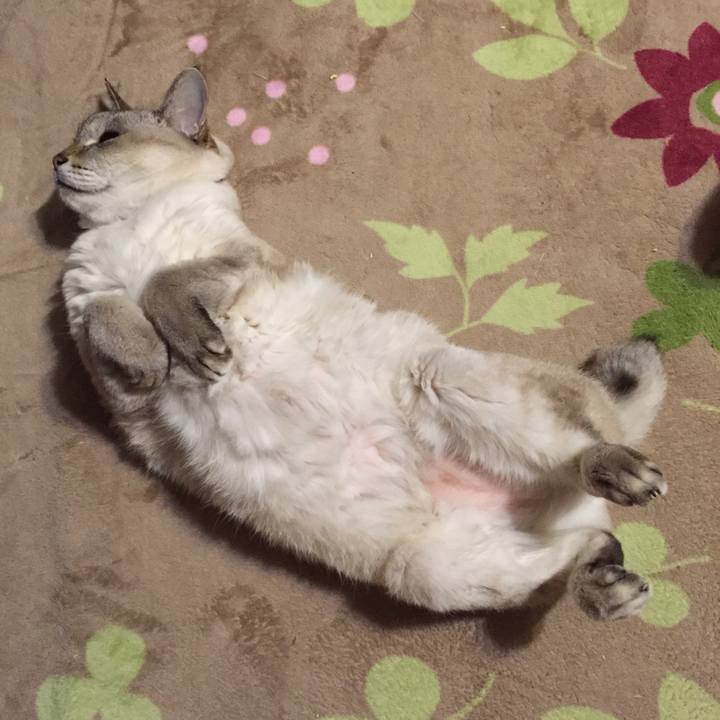 5350e4a2 0911 4de6 b72f 97de4069e77c 1544881346585