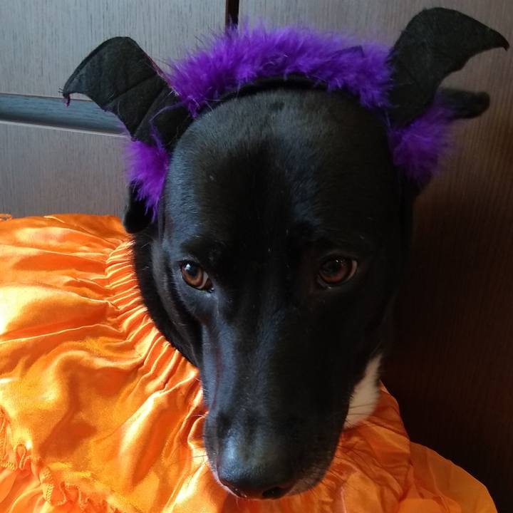 535810e1 344e 4902 a5b6 bc345e169492 1604139102396