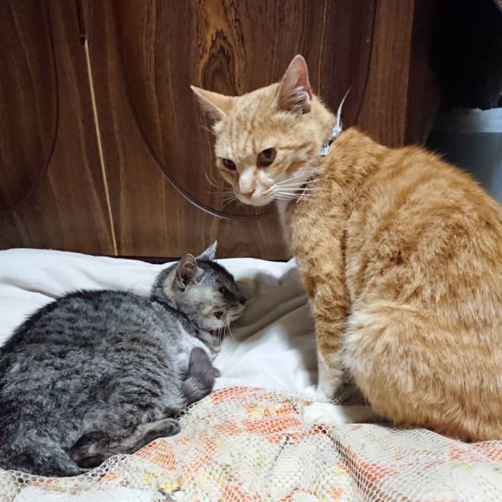 535f4734 41cb 417d 9f55 ca0294708923 1591099932788