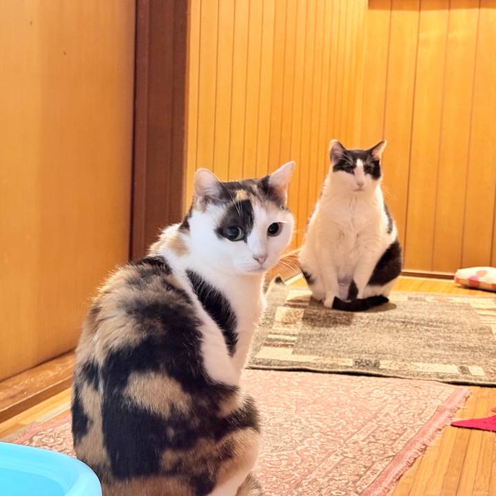 535f4d42 4003 4045 94c7 3574b4e505d5 1767486826066