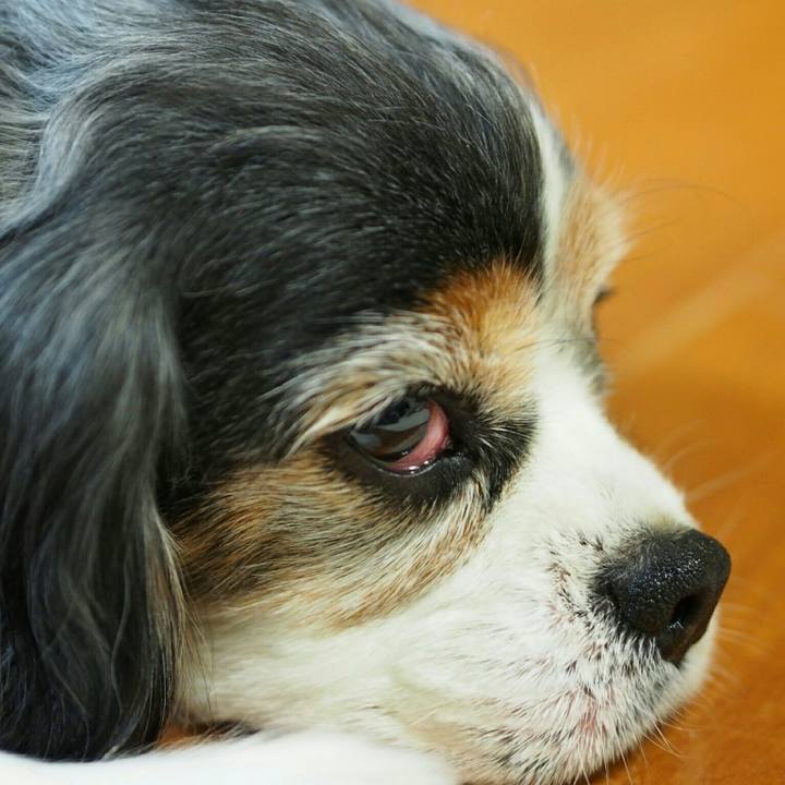 5362b0a3 2f79 4705 828b d201001928d8 1511183554551