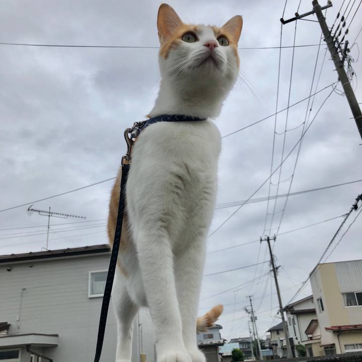 5363952a 72db 4348 ab20 82df0b34e2f7 1538641202771