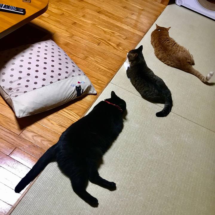 536421cf 028f 4739 9837 5000a796ec01 1534945634828