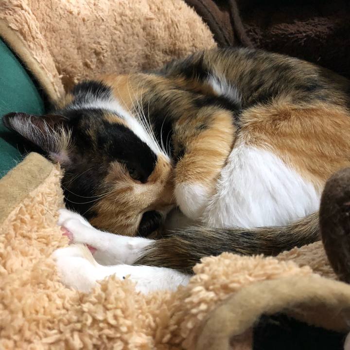 53657b07 2daa 4d3a 81e7 5d608536b7ba 1543410684911