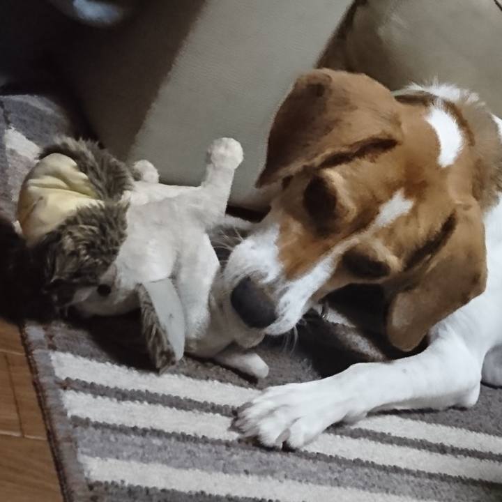 536905fd 4543 46a2 b631 ddc032b129fc 1573135578242