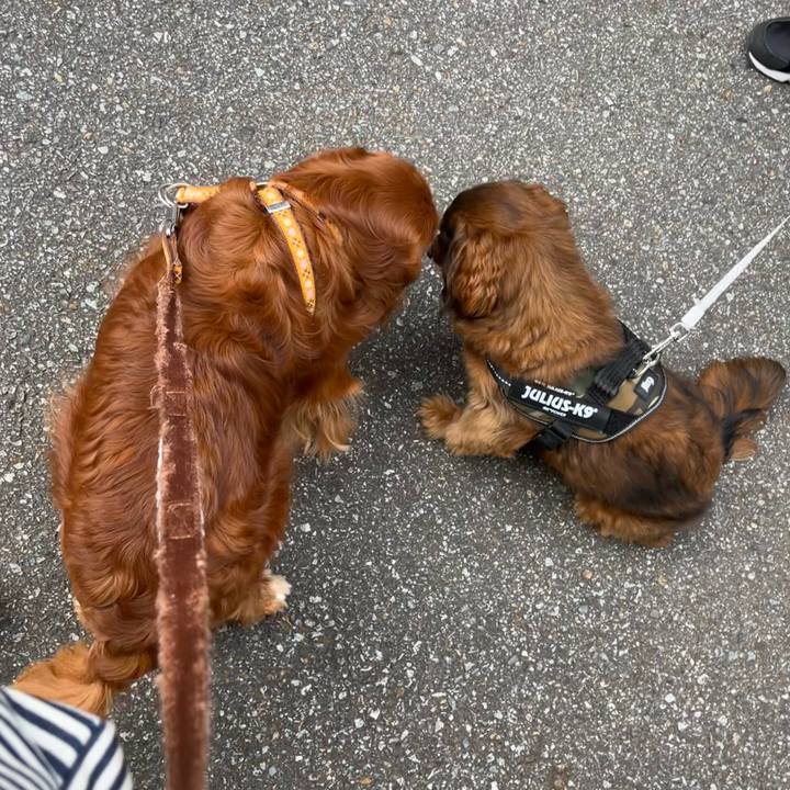 536c6349 bd4b 47e9 8df2 6a7c7eaddabb 1682724407565