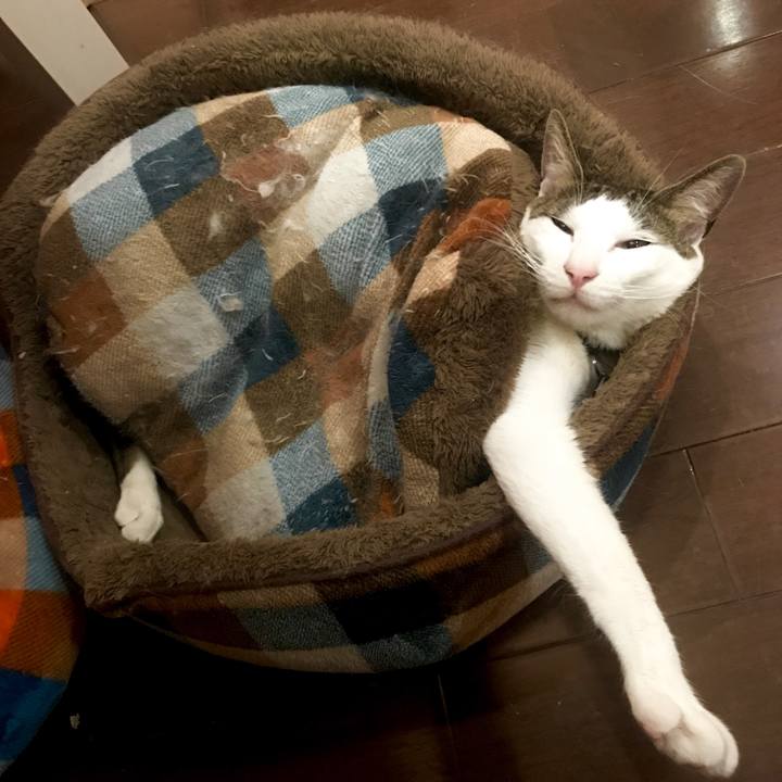 536d2c2c e7cf 4907 af46 64d31365a3df 1529761255991