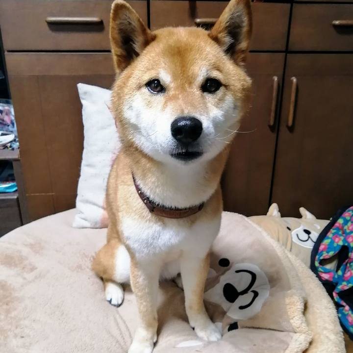 5374b4f5 76c2 441e b9a2 db47e57459c4 1588734233393