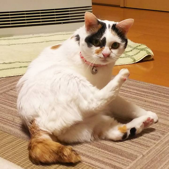 53753ef7 c53e 4db1 b6e4 49f14bdbdefe 1544873689063