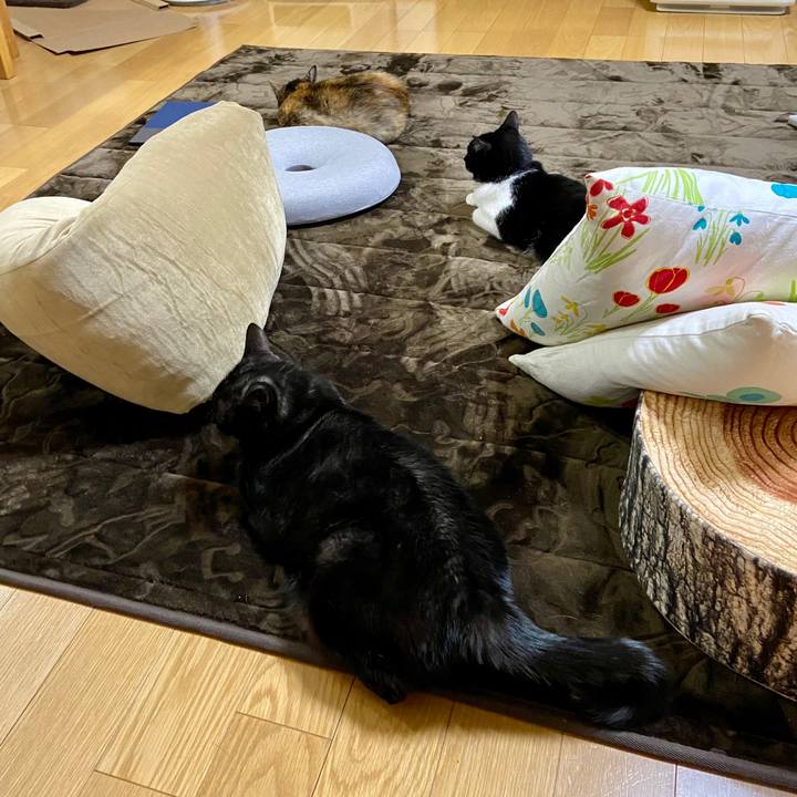 53779707 c2ec 49f0 9ca3 96543ce9e094 1606794802093