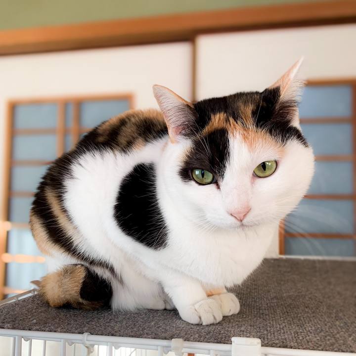 537c7679 91a6 4523 8cfa 7b9c677cc883 1589933447295