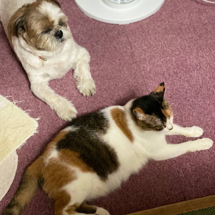 537e955b c25b 4d69 82c0 e07dff4e2e9d 1597670416009