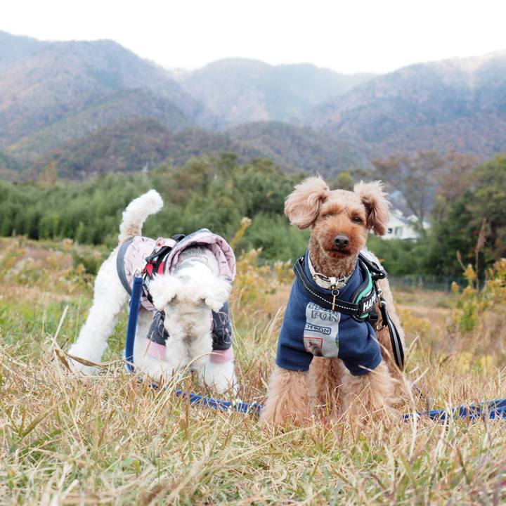 53813d8a 980d 497f 8fda 0d09149e7d2e 1542948884240