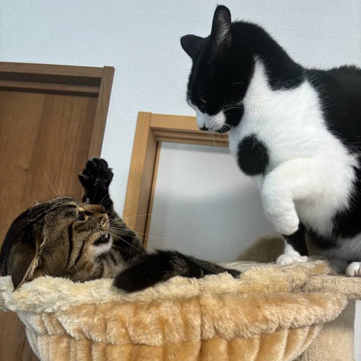 538581fb 641f 4de8 8268 8599a0ad91e5 1765500982225