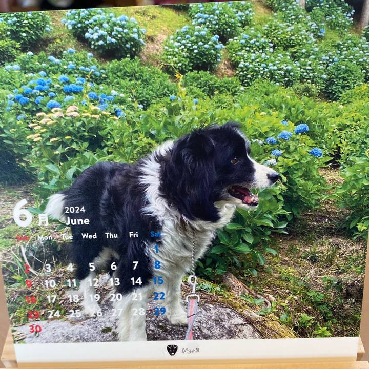 5385e0e8 33c6 4b96 8f4a 0c7e3a95190c 1717200391291