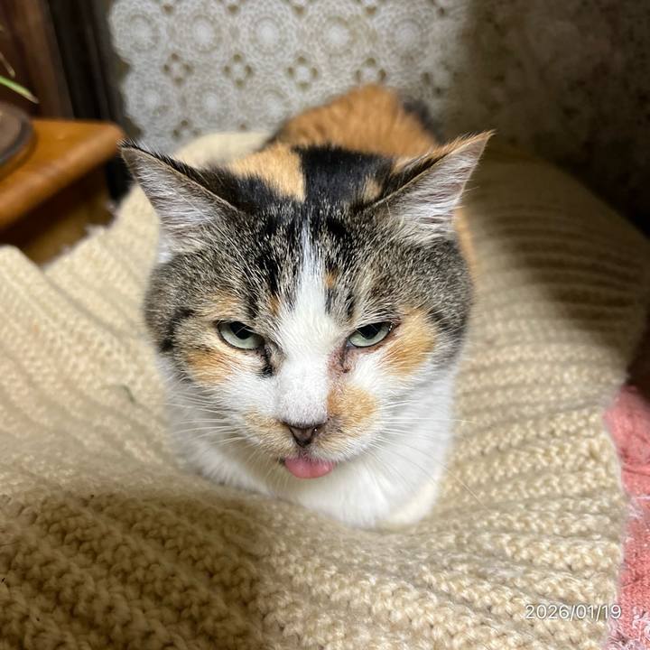 538a3ffd 8a7b 4244 a21e c32ece3e5950 1768773633983