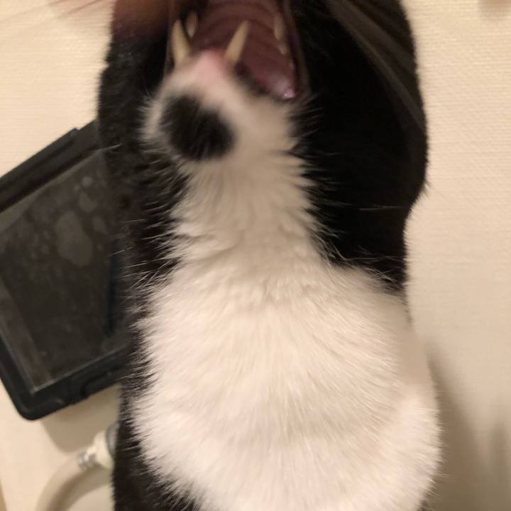 538f086a b1a2 41f5 b392 e270334875e3 1541739552503