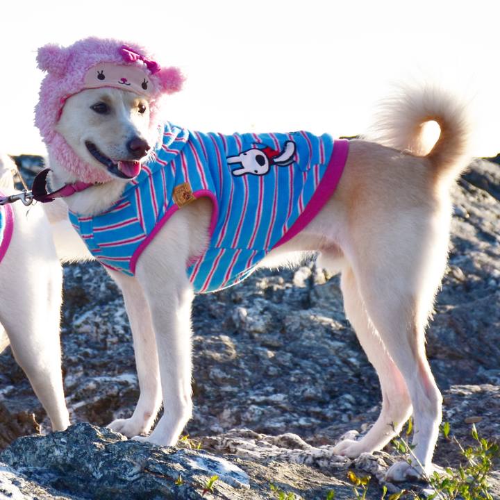 538f14ac 7bd8 4e0e a5c6 e485bc765aa4 1507881211066