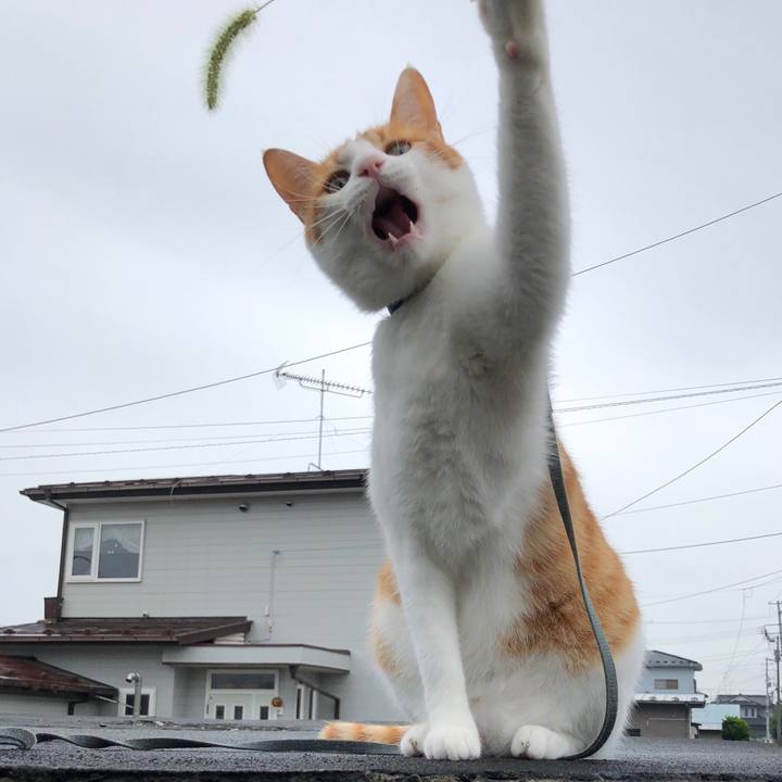 538fd9b3 f8f6 4684 9be4 908c0d231ab3 1539431624550