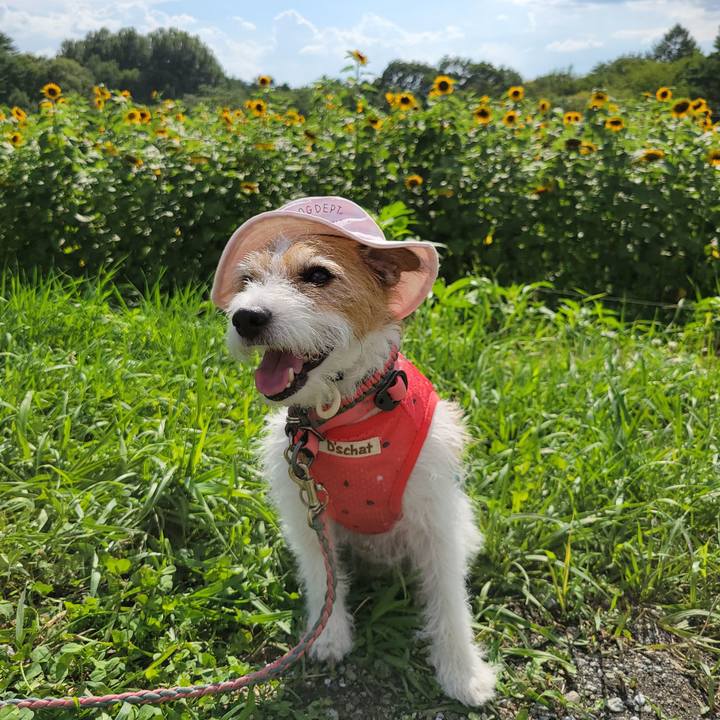 5390f739 9126 445b a450 5aa8e9222a54 1723098312331