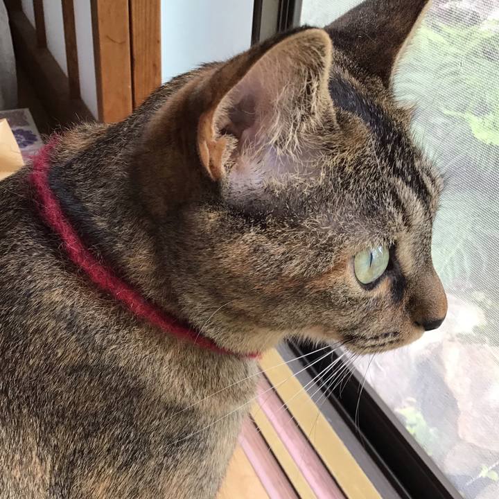 539b04d2 c096 430e 8e36 9db372cdedcf 1599984912870