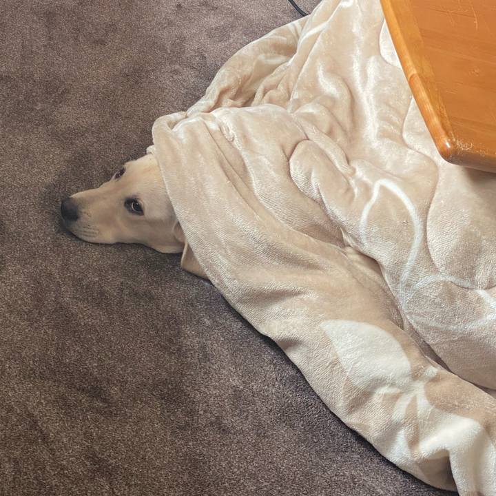 539c0733 5a86 4a72 9263 4dda3b8ed03a 1617075794770