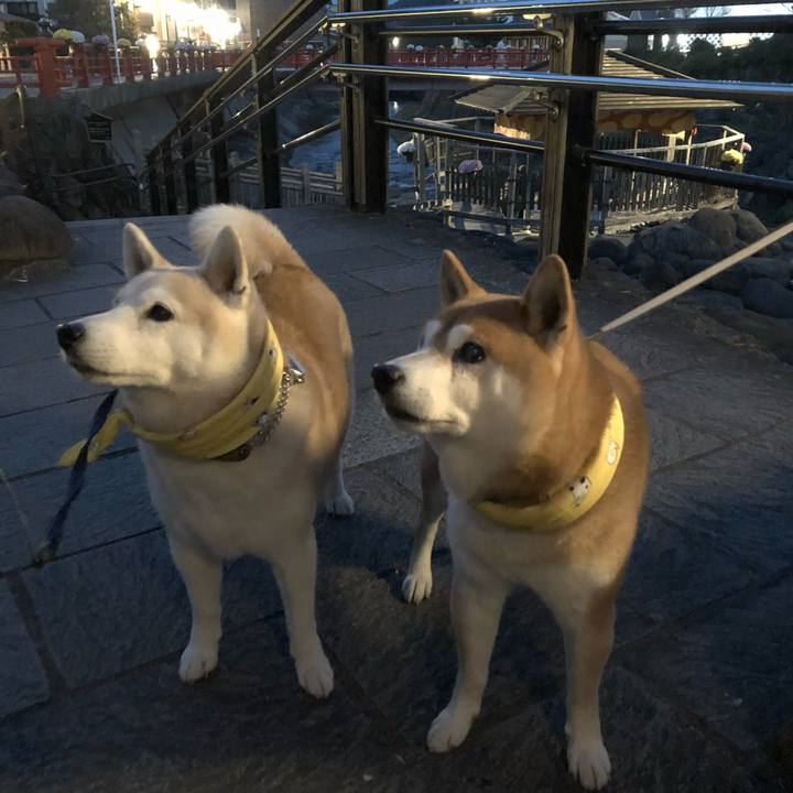 539e9fef 0017 42db 88cd f2eeb3d710f6 1542019795857