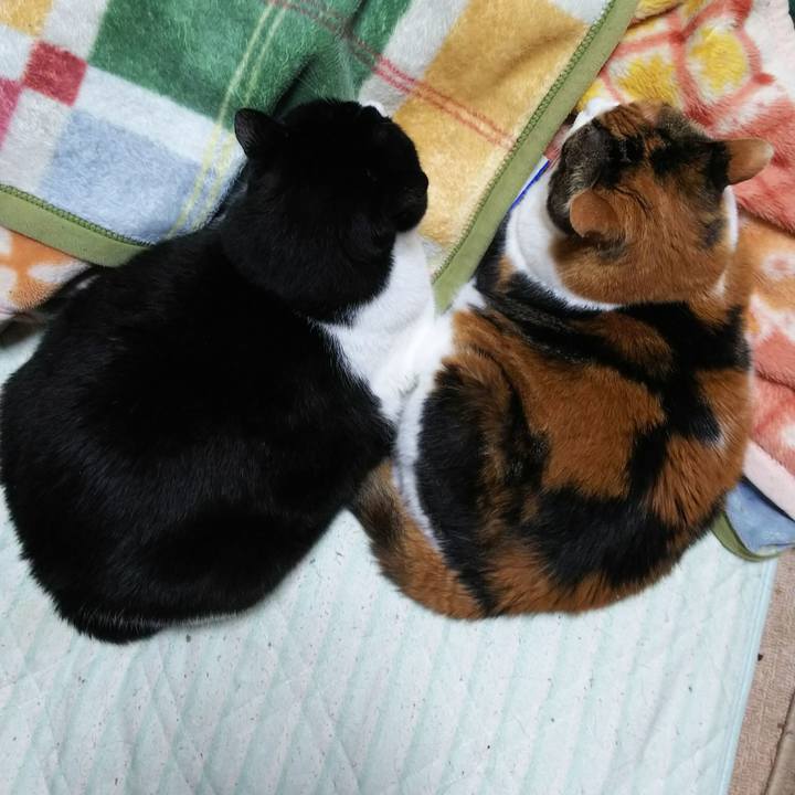 53a0b76d d1a3 4cde a8b3 75a06393757d 1542658600856