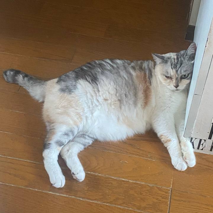 53a3698e 84a9 4168 9844 6aeff3ee02de 1720082605504