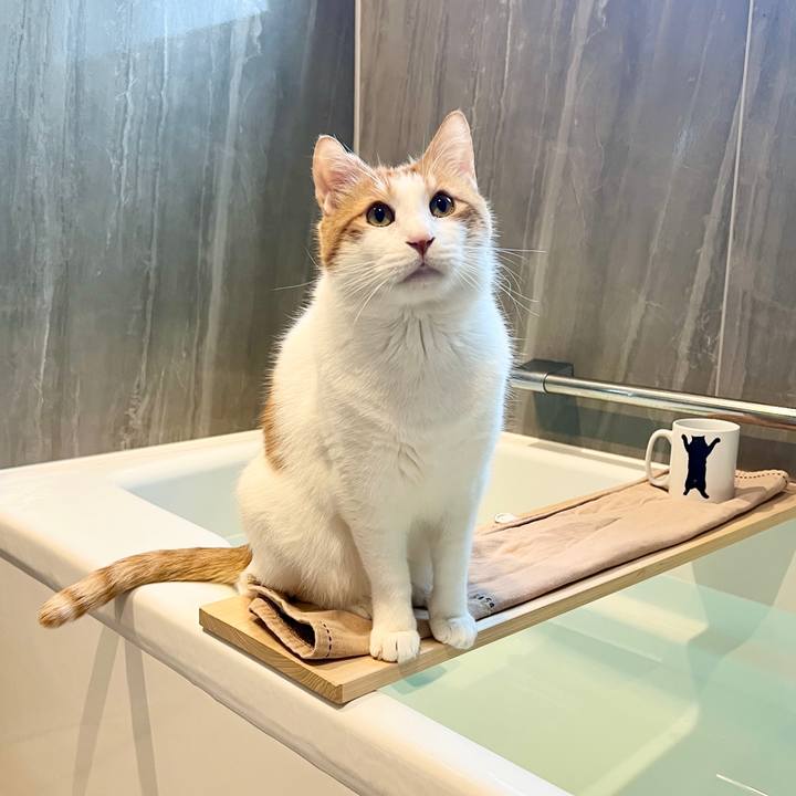 53a416a0 7535 471f a35a f9bc29b2daf3 1764465578278