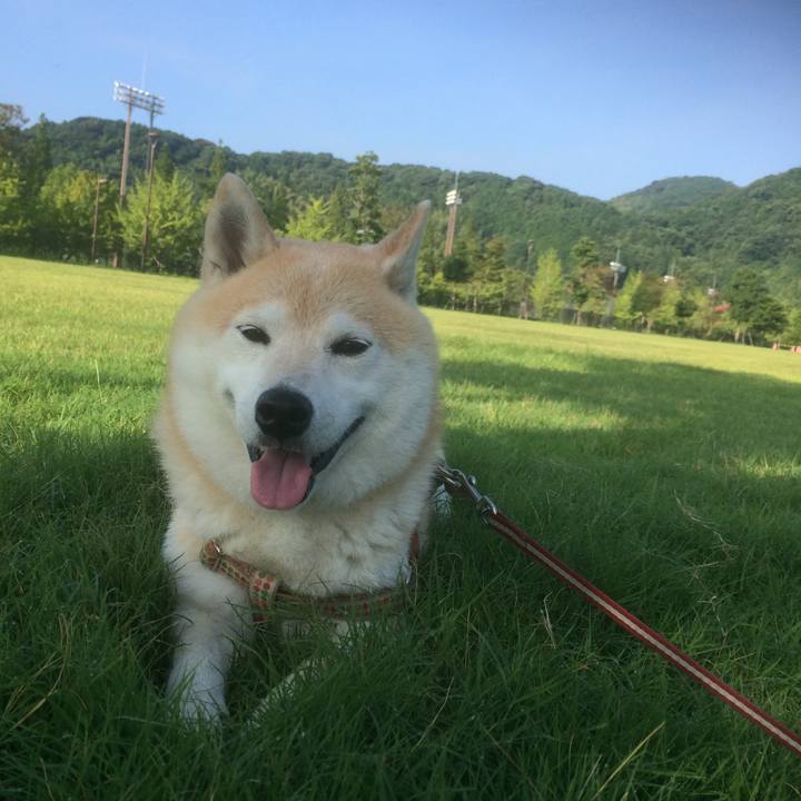 53a6df4f 0e6c 42cc bee6 bc40edec20a3 1532533017240