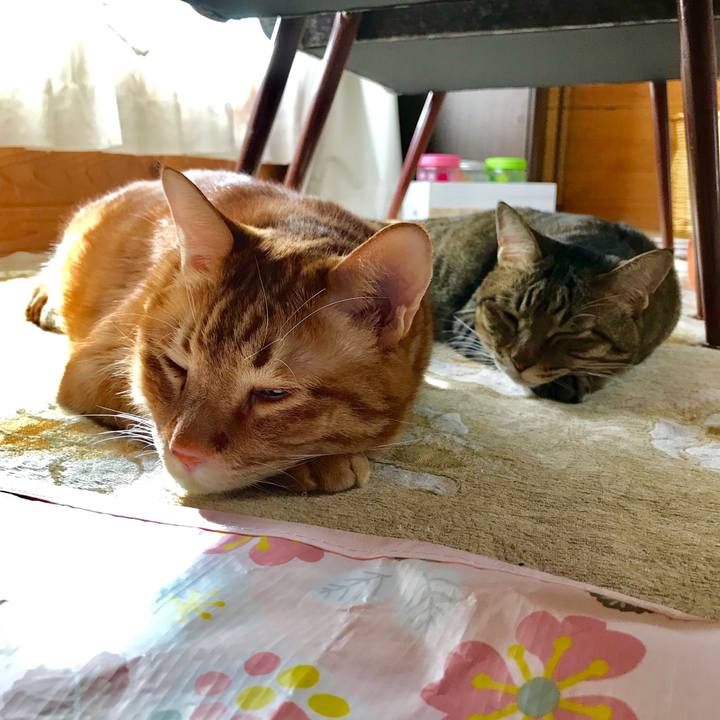 53a8009a aaa6 4aec a677 239cc9aae254 1540875540313