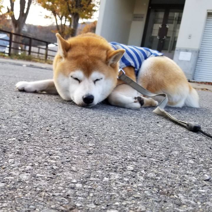 53b0e34f be71 422a 8ae0 d5d45c74a010 1575092157619