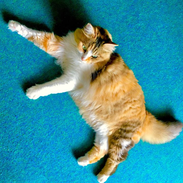 53b44b59 cbb2 4fe1 ab87 b60cf7cc794a 1562914267743