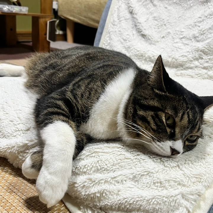 53b5f21d 1965 42da 8785 5fd1bd519b7c 1770336612558