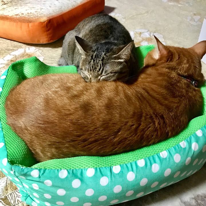 53b7b1ff 178c 40dd ad06 38f310c9b951 1540202401026