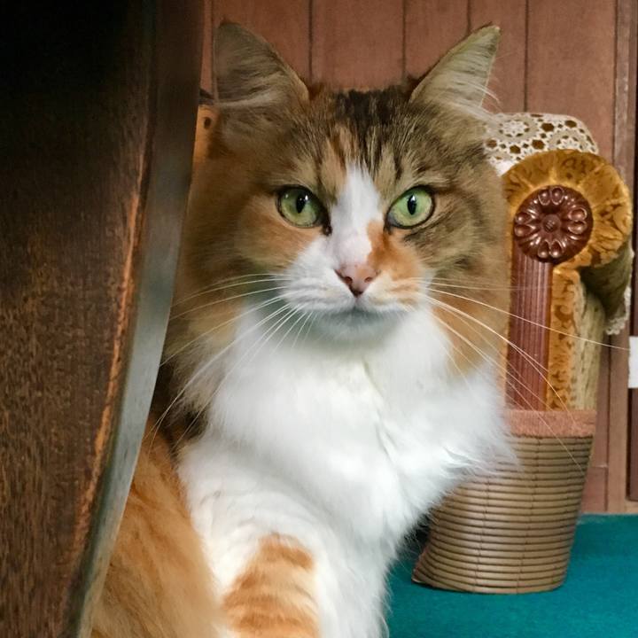 53b99ebc aa1a 4e67 adcb 3b2c7363245b 1570507420394