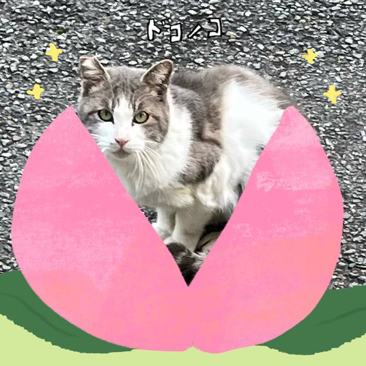 53bd01c4 7772 4522 b3a9 e8aca50347b9 1771849066609