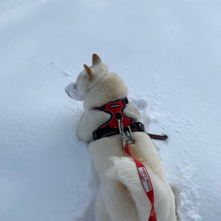 53c1f8f0 bad9 4703 a4a1 ccd6c0141ebf 1613277884644