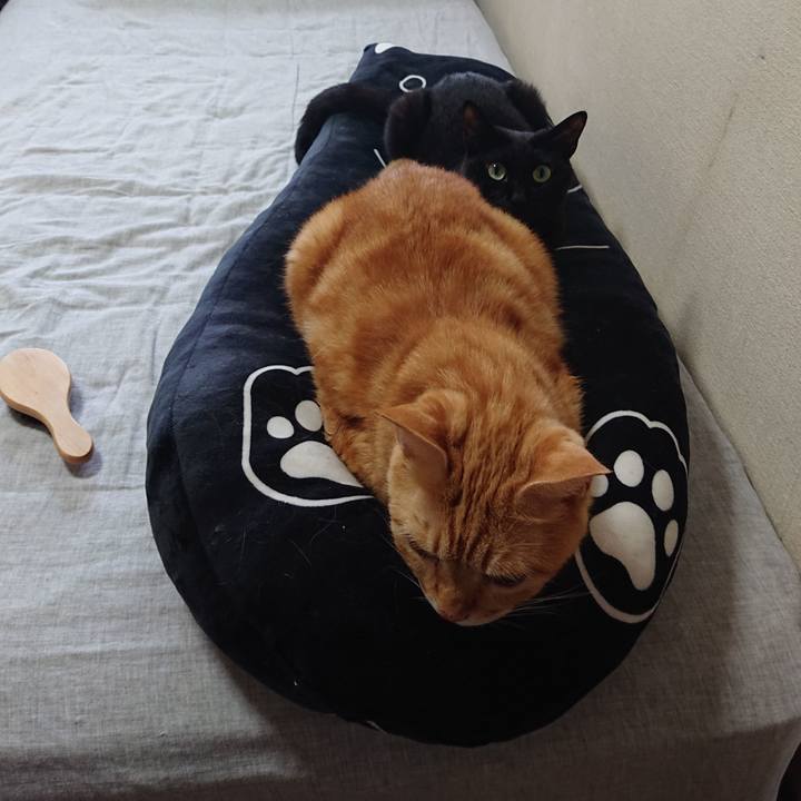 53c315a2 47bf 46e8 bb0f 4fd9df0785bb 1634349654923