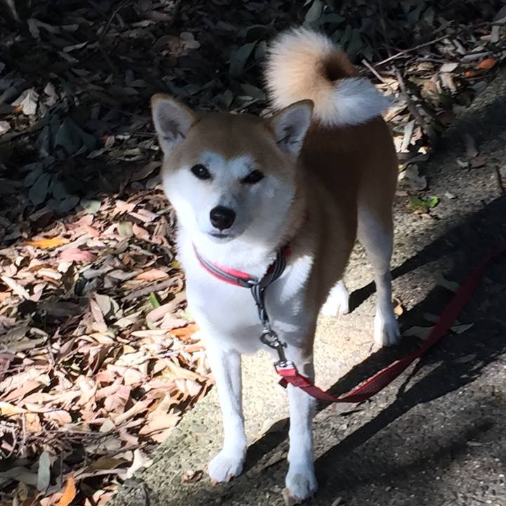 53c65405 c008 4797 a3cf 83958750a1db 1510547131511