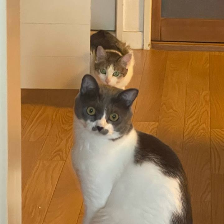 53c816d1 afed 4a49 b8d4 abb2befc4e0e 1626511075666