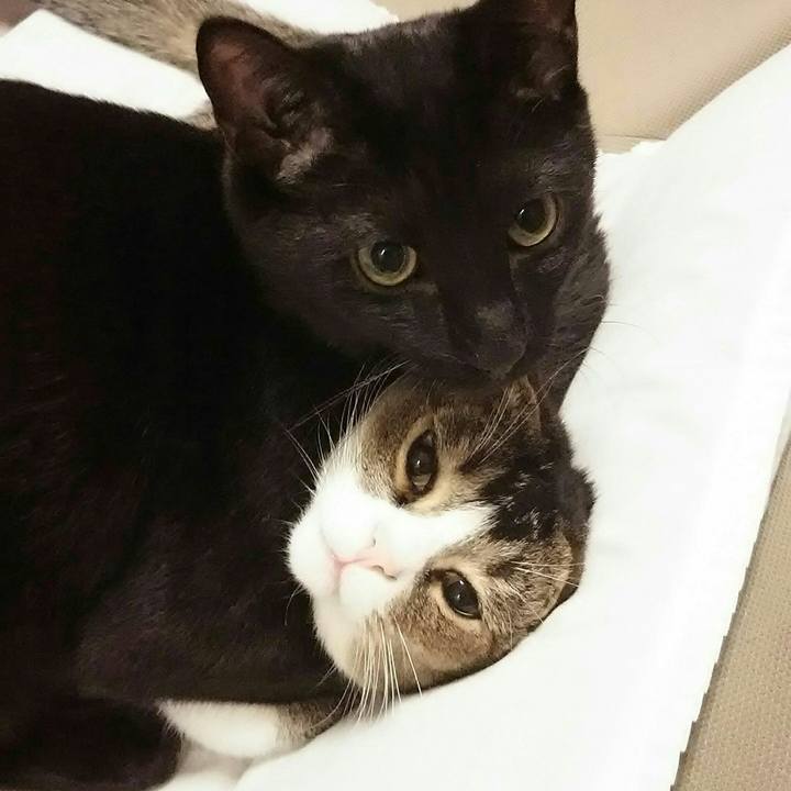 53cabc4d 54f0 42ed bb3c e7e5ded3924a 1517487295875