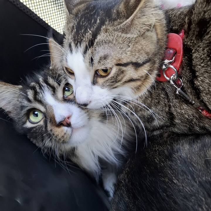 53cad330 2bf1 435c 9ffb 506812dc759e 1739942189466