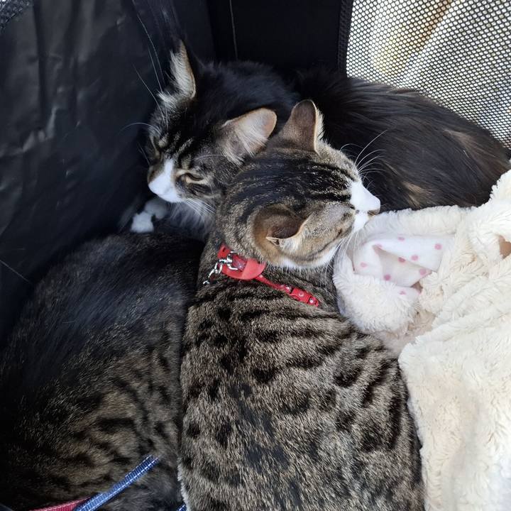 53cb1414 9635 4539 aacc 8e7ec0fd1a9b 1739942686430