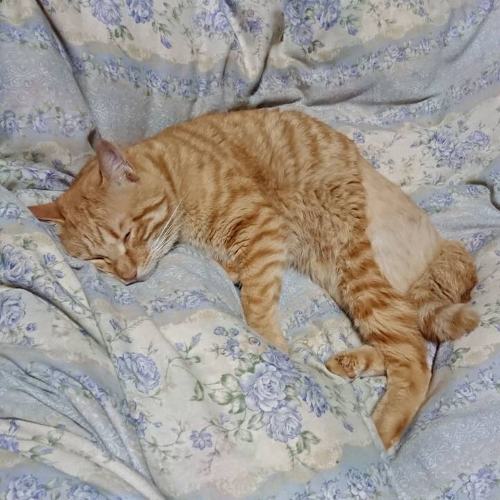 53cc78b5 3724 4863 848e f4a2e098e182 1656075011822