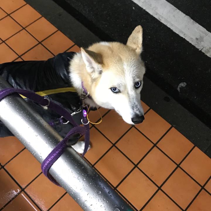 53cd9528 499d 4cba be23 ea68f56a48e4 1516181938536