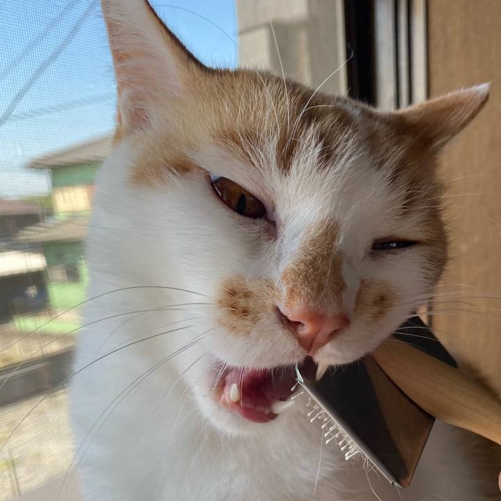 53cf3041 761c 4705 8d0c f082f2a36ca0 1651625214460