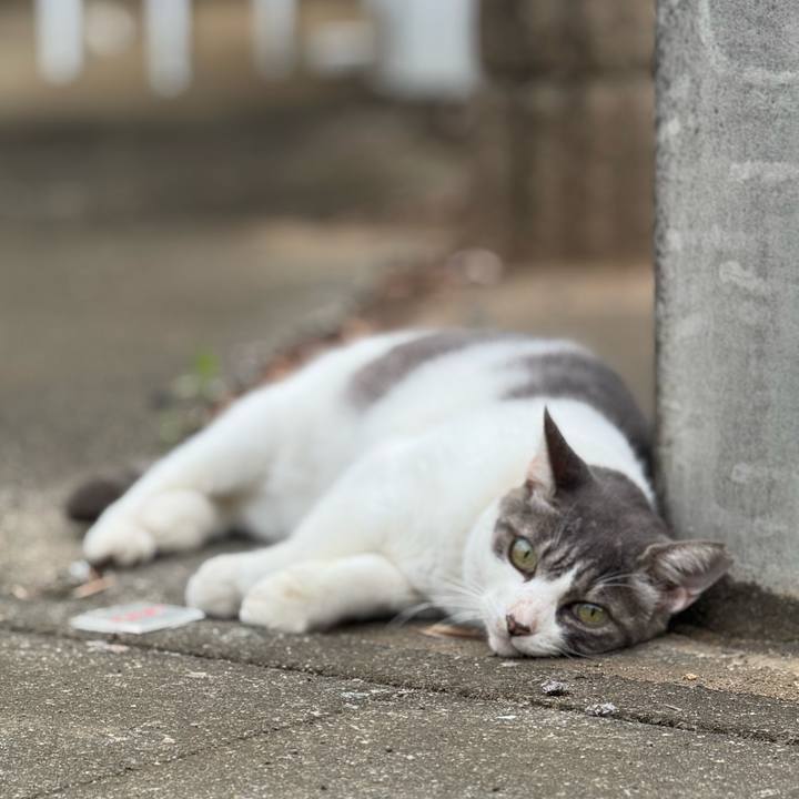 53d1989b 91ac 4634 9ea0 ece8828d2cd3 1759717514408